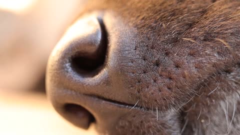 dog nose