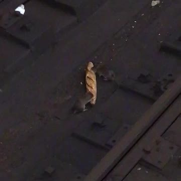 Rats eating bread on subway tracks
