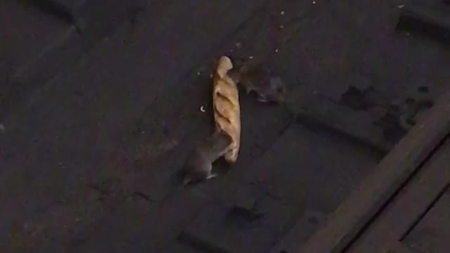 Rats eating bread on subway tracks