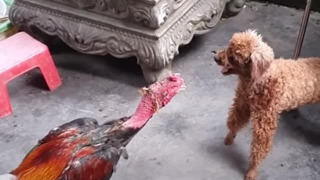 The never-ending battle between the rooster and the dog