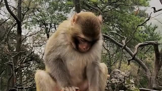 funny little monkey