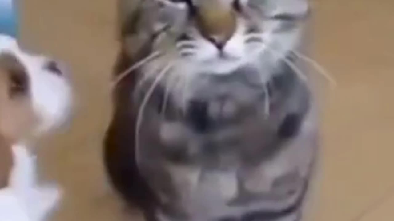 😂😂😂Funny Animal Clips😂😂😂