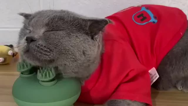 cute cat taking massage