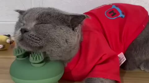 cute cat taking massage