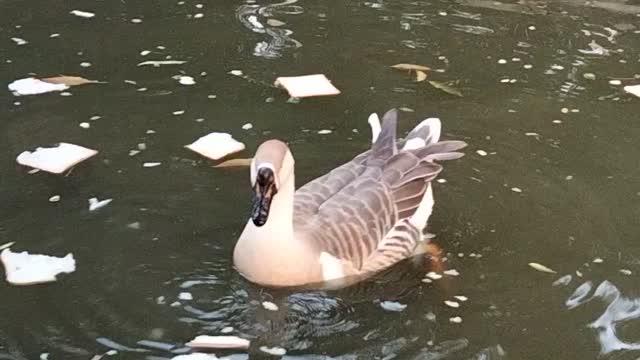 Pet Ducks Eating Bread In Water | Feeding Wild Ducks Bread By Kingdom Of Awais