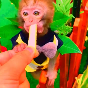 Adorable Monkeys, funny animals, smartest animals, cute monkey, baby monkey, lovely monkey #26