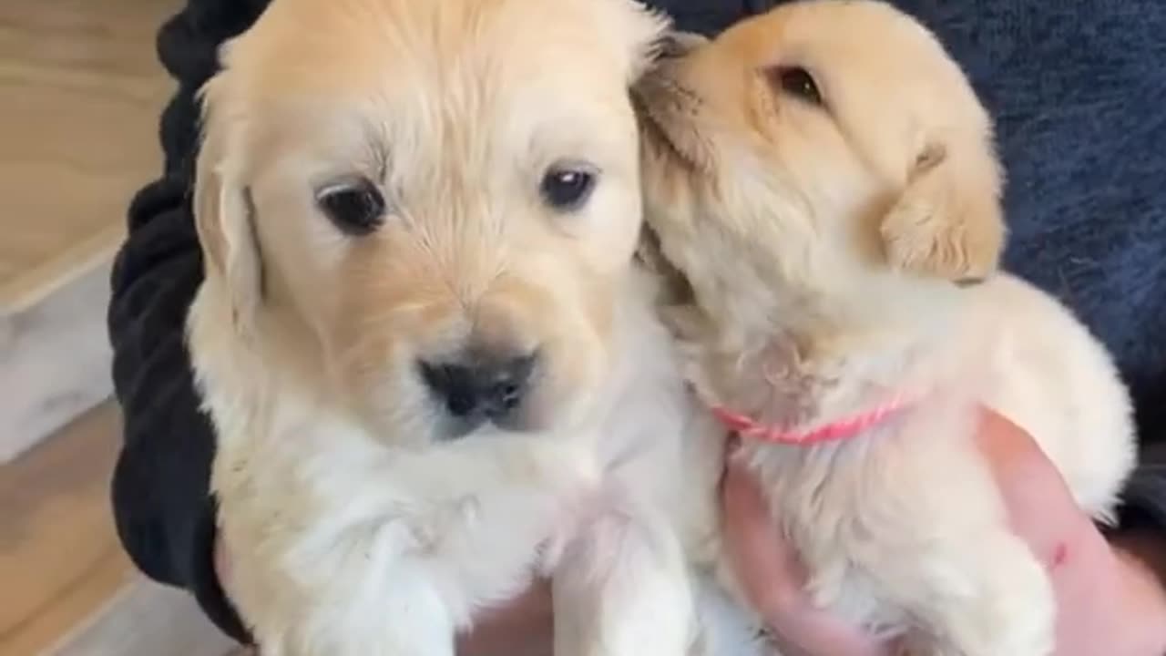 Tiny puppy vs big puppy