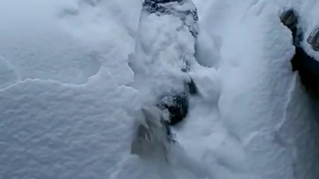 Dog Almost Disappears in Mountain of Snow