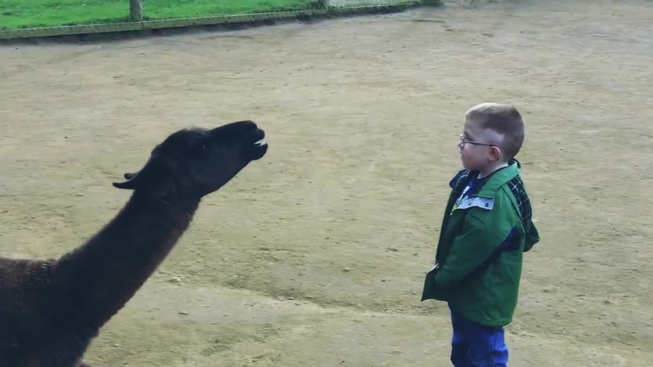 Lama spits on the face of litle boy...