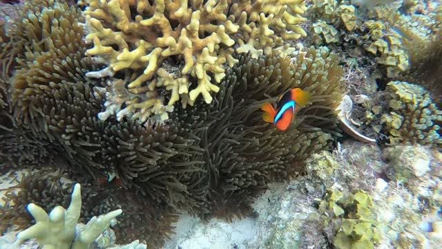 Fish Playing under the water