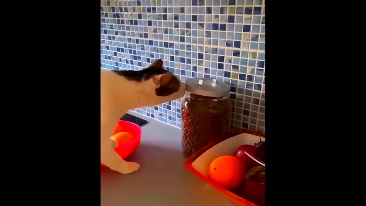 New Funny Animals Video 2023 | Funniest Cats and Dogs Videos | New Funny Video Of Cat And Dogs #195