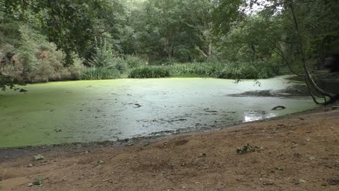 Swamp / Bagno