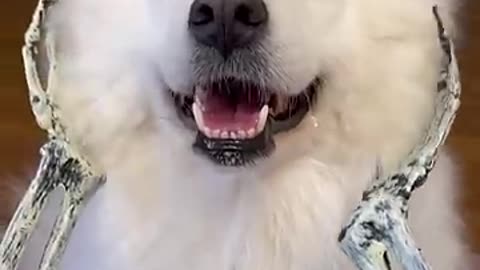 funny dogs