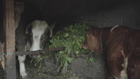 Footage of two cows eating their food in a barn