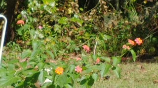 Hummingbird in my flowers