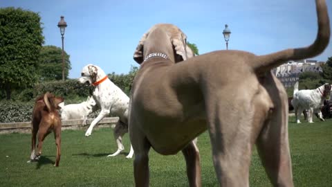 Dogs on the grass running play near the Palace of the Tuileries in Paris