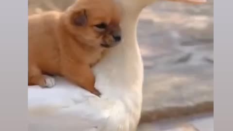 Love 💕 Dog