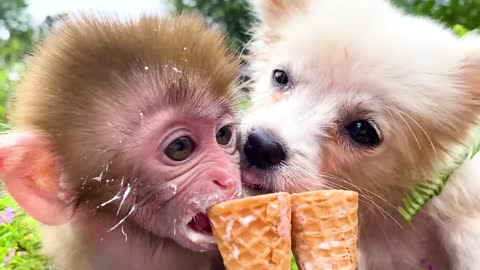 Monkey Baby Bon Bon and puppy open Surprise eggs contain So cute ducklings, koi fish, goldfish