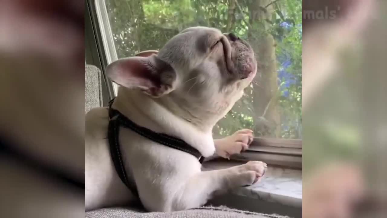 🤣Funniest 🐶Dogs and 😻Cats - Awesome Funny Pet Animals Videos!