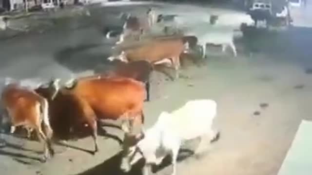 Lion attack hardly on cow