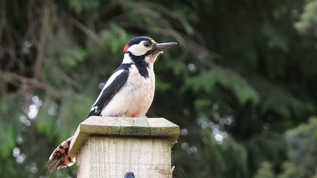 Woodpecker Bird Garden Friend Watching