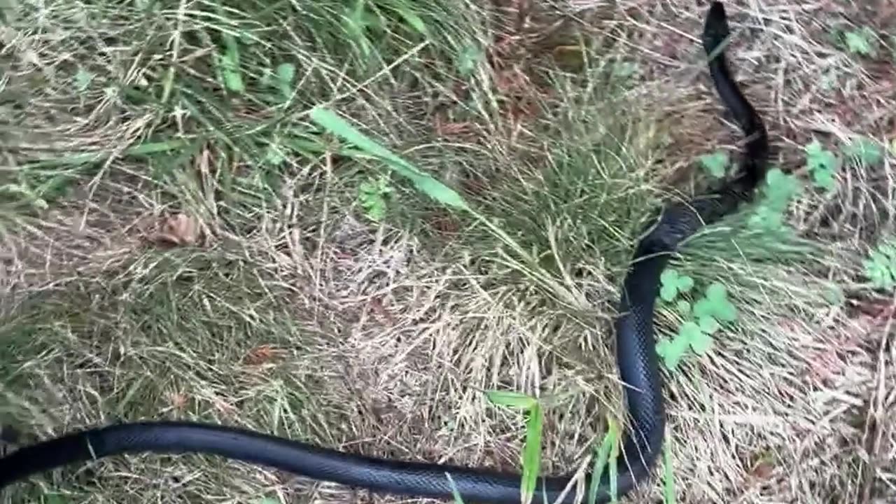 Family Rescues Snake From Garden Netting