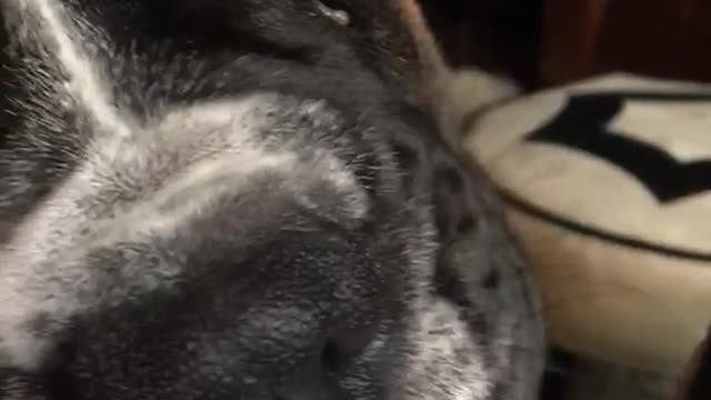 Black dog licking yogurt out of bottle