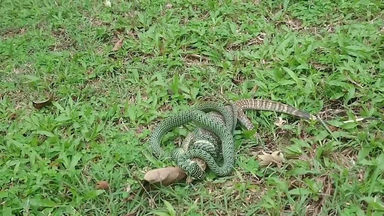 golden tree snake eating menitor lizard