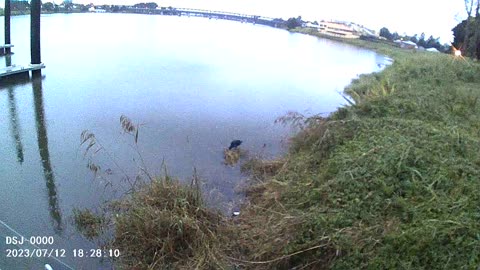 Purple Swamp Hen on Riverbank