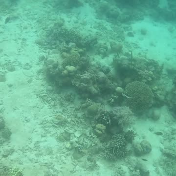 Snorkeling Adventures Philippines. Beautiful fish and amazing new corals are growing!