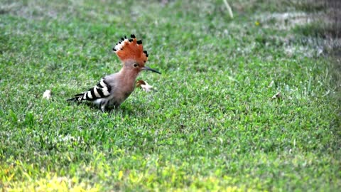 Hoopoe facts: birds with stinkin' great accuracy | Animal Fact Files