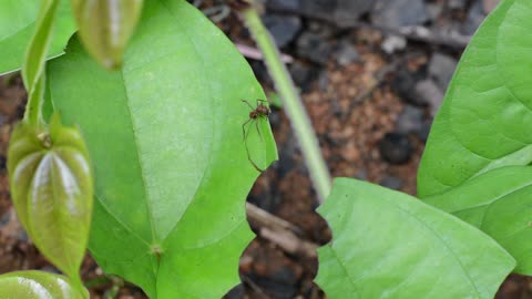 ##ant cutting leaf timelapse