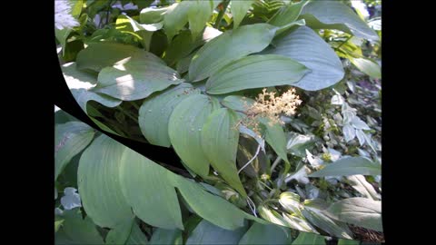 Graceful Abundance Solomon's Plume