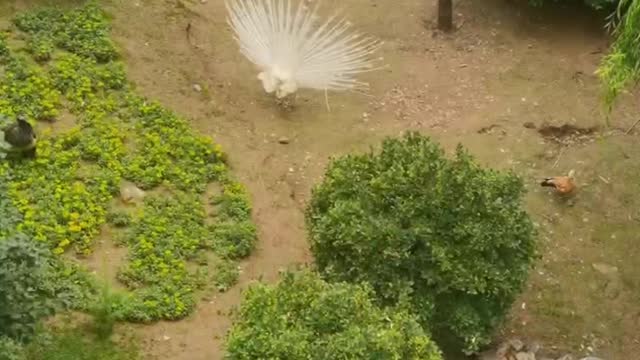 white peacock