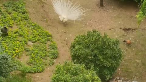 white peacock