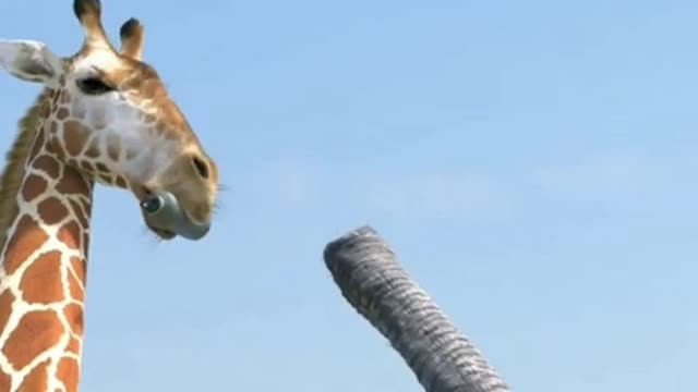 Giraffe 🦒 and Elephant 🐘 fight video