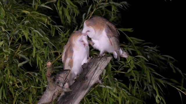 Two Young Barn Owls Preening Each Other