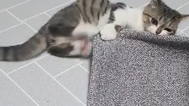 Angry Back-footed lucky punch