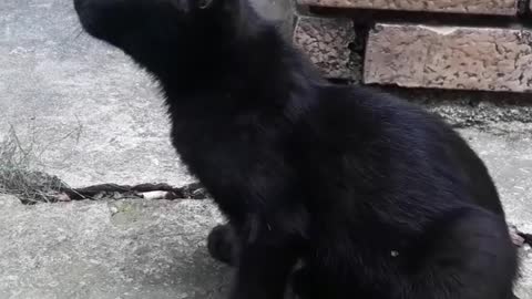 Cute kitten meowing