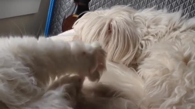 Collab copyright protection - white cat falls off bed near dog