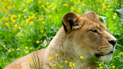 Slow motion footage of a wild male african lion walking in the wild forest. wild lion