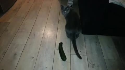 Cat remarkably startled by harmless object Greg_Candalez