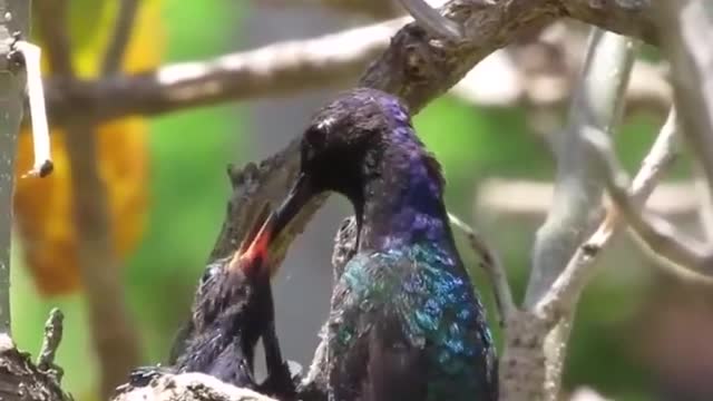 Mama hummingbird feeding her cubs