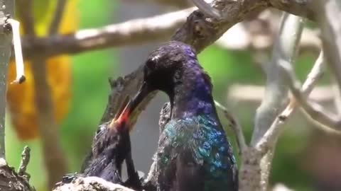 Mama hummingbird feeding her cubs