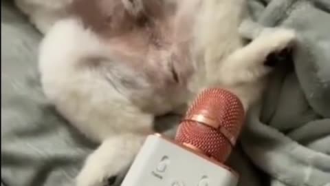 Funny Dogs In TikTok 😂😂