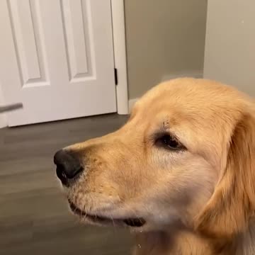 Sweet dog gently eats the food from owners fork