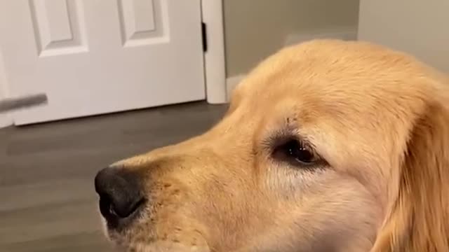 Sweet dog gently eats the food from owners fork