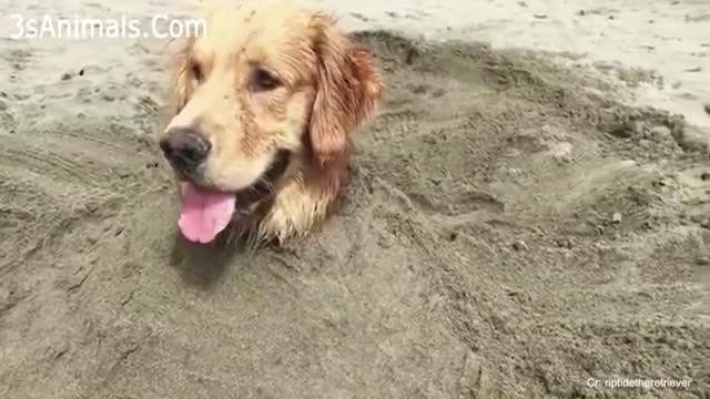 (You can get STOMACH ACHE FROM LAUGHING SO HARD) Funny Dog Videos 2020