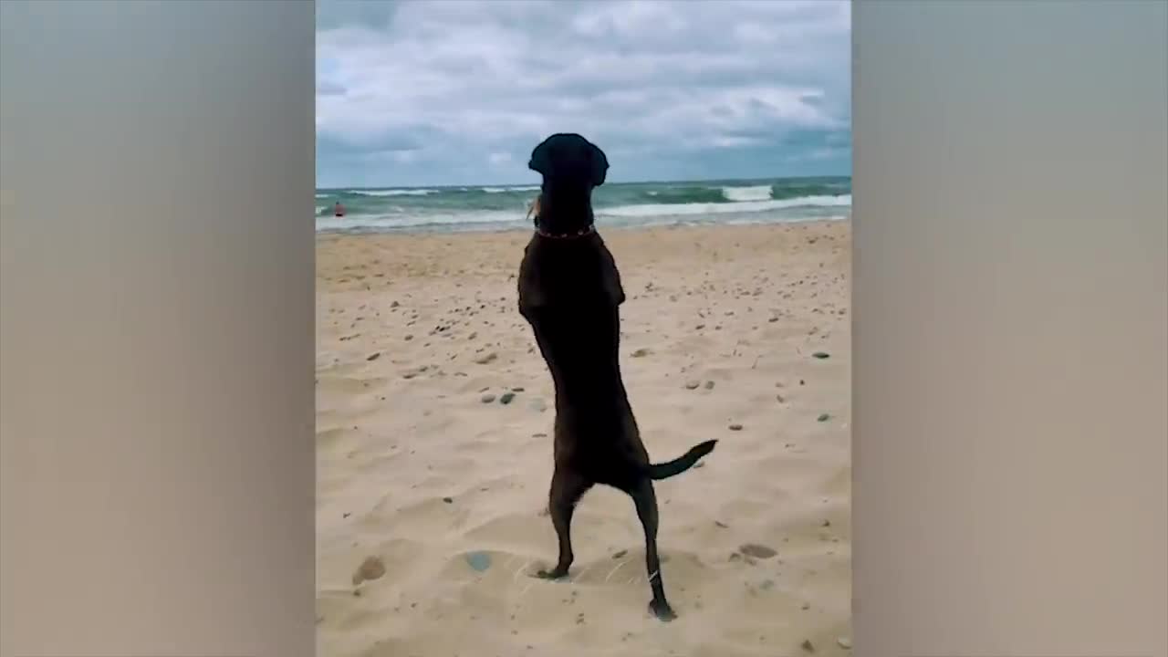 Funniest Animals - Best Of The 2021 Funny Animal Videos 1