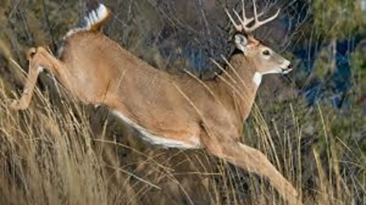Deer clips